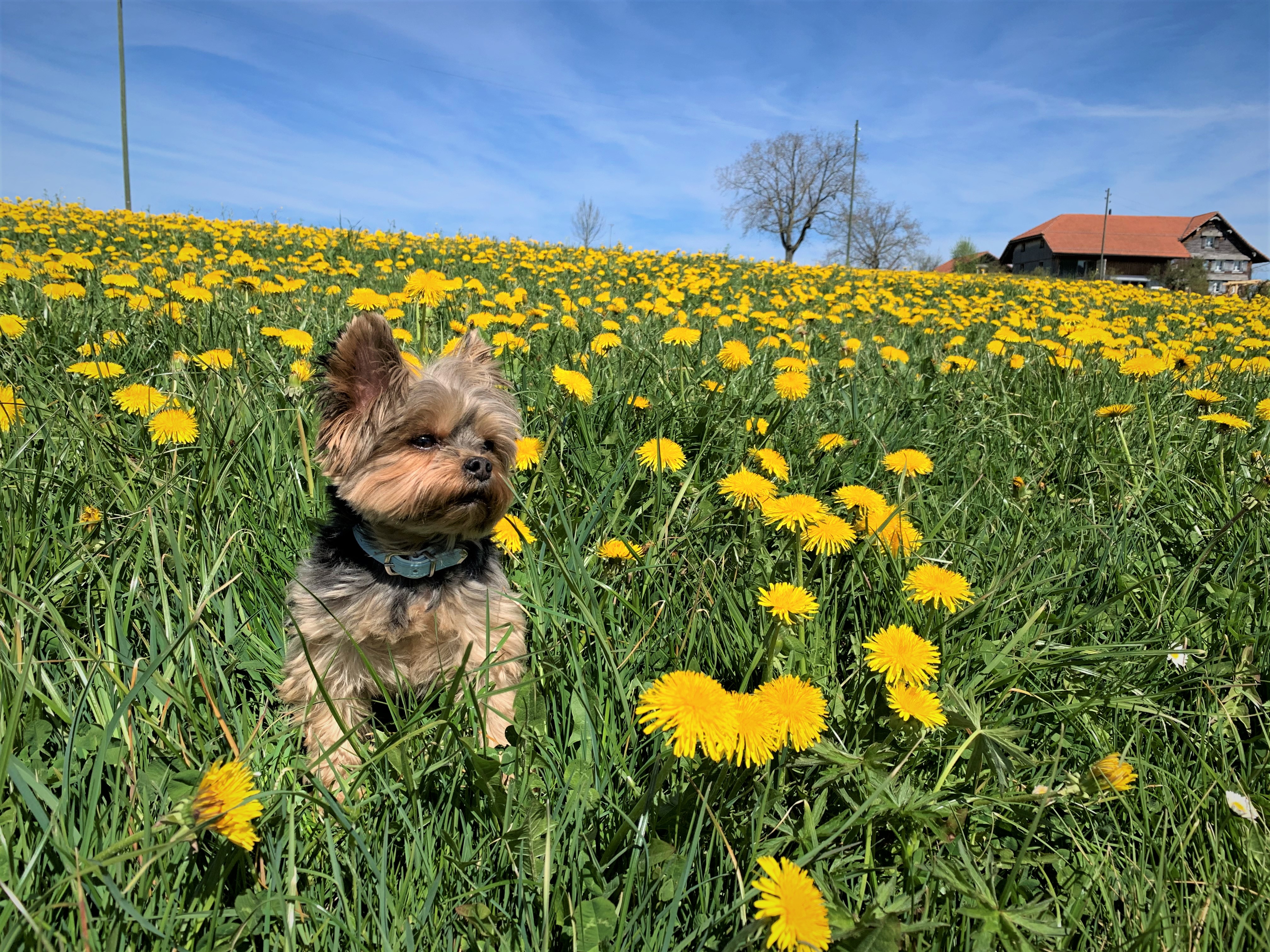 Brico freut sich über den Frühling